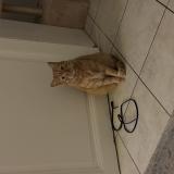 Picture of cat lost at Biarritz