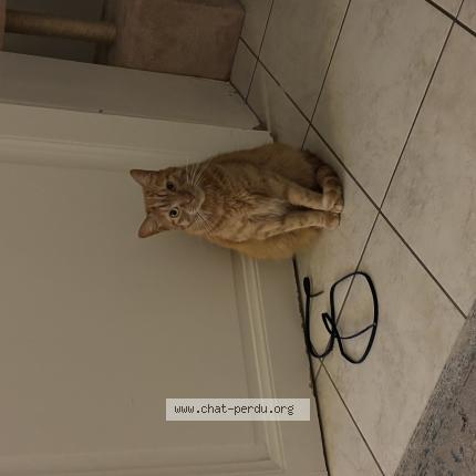 Photo 1/1 Léo Chat lost in Biarritz