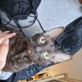 Picture of cat lost at Grenoble