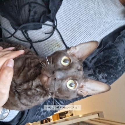 Photo 1/1 Voyou Chat lost in Grenoble