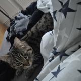 Picture of cat lost at Metz