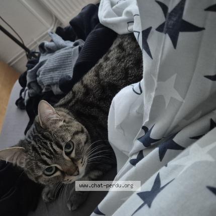 Photo 1/1 Naia Chat lost in Metz