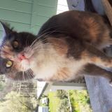 Picture of cat found at Sahune