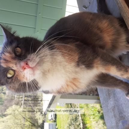 Photo 1/1 Found cat Found in Sahune