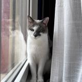 Picture of cat lost at Mons En Baroeul