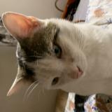 Picture of cat lost at Frejus