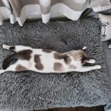 Picture of cat lost at Watten