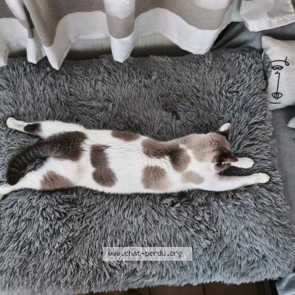 Photo 1/1 Keops Chat lost in Watten