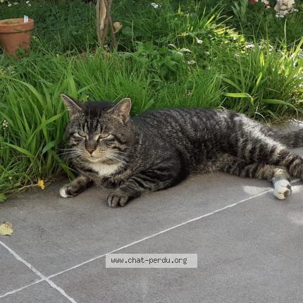 Photo 1/1 Found cat Found in Biarritz