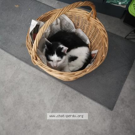 Photo 1/1 Zebulon Chat lost in Chambray les tours