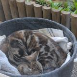 Picture of cat found at Bobigny