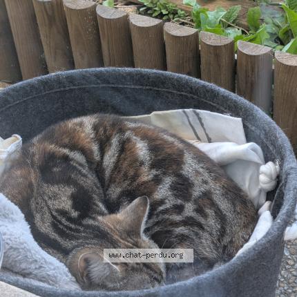 Photo 1/1 Found cat Found in Bobigny