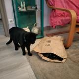 Picture of cat lost at Chuzelles