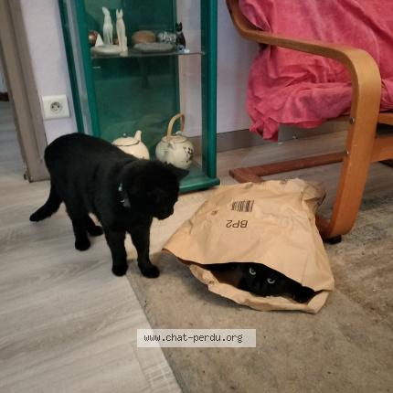 Photo 1/1 Comete Chat lost in Chuzelles