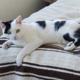 Picture of cat lost at Tours