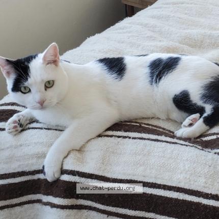 Photo 1/1 Kiri Chat lost in Tours