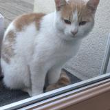 Picture of cat found at Amiens