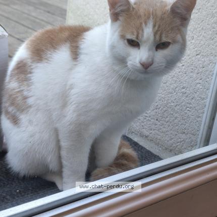 Photo 1/1 Found cat Found in Amiens