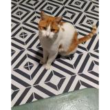 Picture of cat lost at Nantes