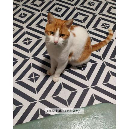 Photo 1/1 ricci Chat lost in Nantes