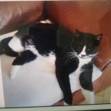 Picture of cat lost at Villeneuve Sur Lot