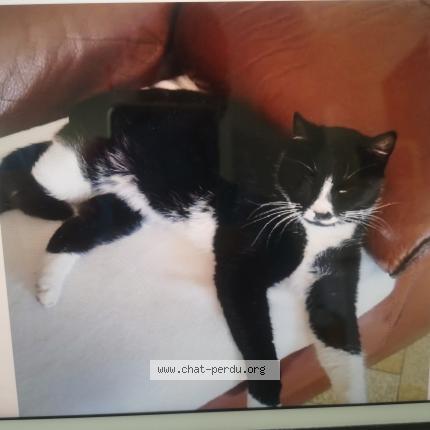 Photo 1/1 Virage Chat lost in Villeneuve sur lot
