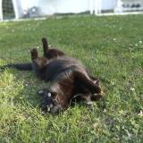 Picture of cat lost at Draveil