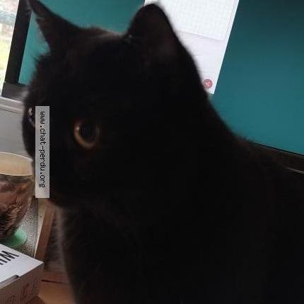 Photo 2/2 Ted Chat lost in Draveil