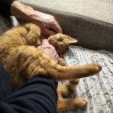 Picture of cat lost at Selectionner Une Ville