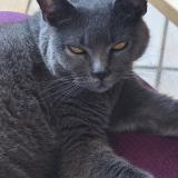 Picture of cat lost at Mimizan