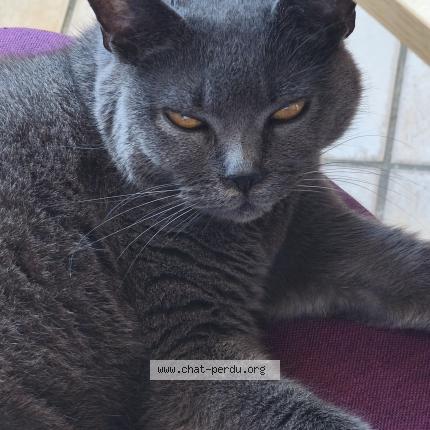 Photo 1/1 Inna Chat lost in Mimizan