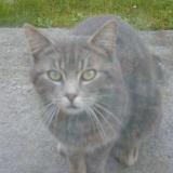 Picture of cat lost at Sequedin