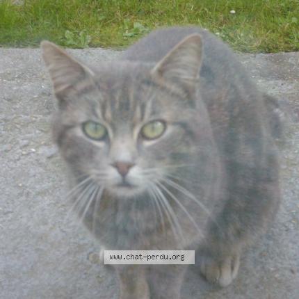 Photo 1/1 grisou Chat lost in Sequedin