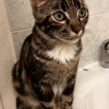 Picture of cat lost at Toulouse