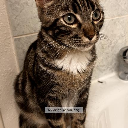 Photo 1/1 Minouche Chat lost in Toulouse