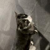 Picture of cat found at Pierrelatte