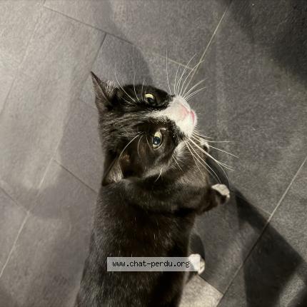 Photo 1/1 Found cat Found in Pierrelatte