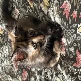 Picture of cat lost at Narbonne