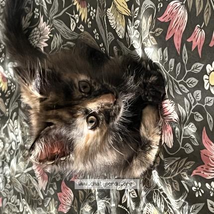 Photo 1/1 Mauricette Chat lost in Narbonne