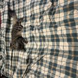 Picture of cat lost at Varennes Vauzelles