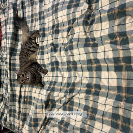 Photo 1/1 Oreo ou moumousse Chat lost in Varennes vauzelles