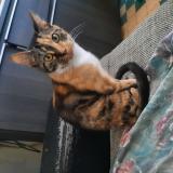 Picture of cat lost at Montargis