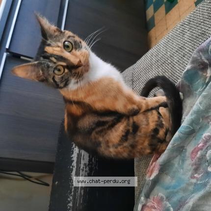 Photo 1/1 Nalla Chat lost in Montargis