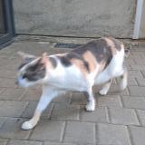 Picture of cat found at Rennes