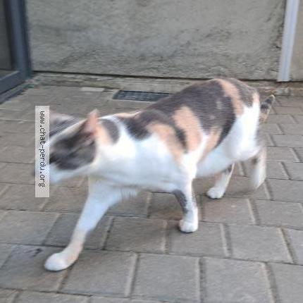 Photo 1/1 Found cat Found in Rennes