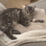 Picture of cat lost at Maubranche