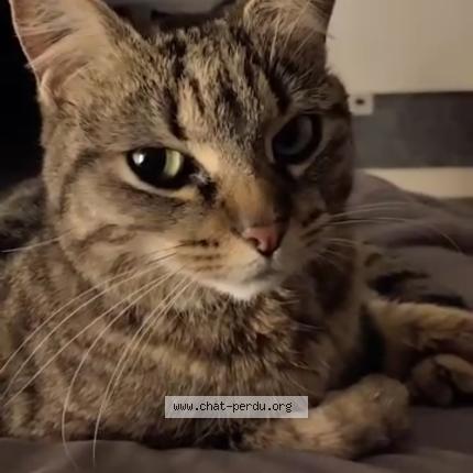 Photo 1/1 nenette Chat lost in Noisseville