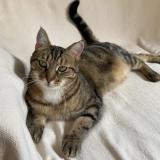 Picture of cat lost at Meursault