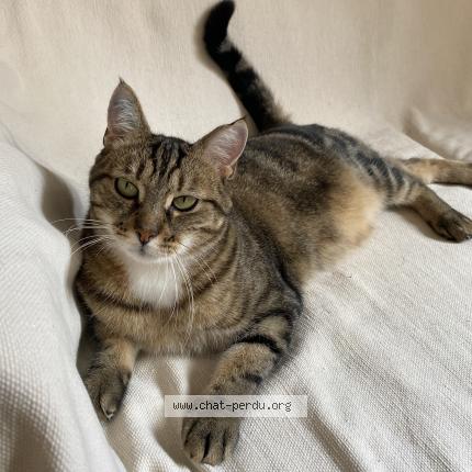 Photo 1/1 Samara Chat lost in Meursault