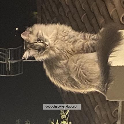 Photo 1/5 Olly Josée Chat lost in Saint marcel les valence